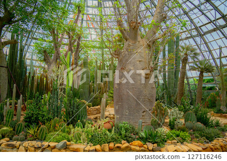 A pavilion with cacti. A pavilion with cacti. 127116246