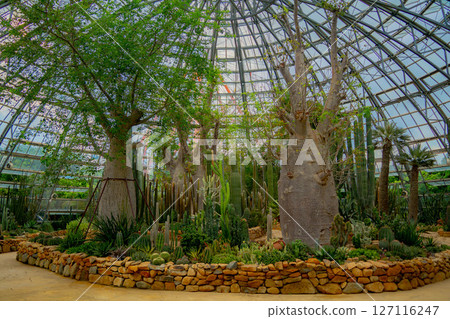 A pavilion with cacti. 127116247