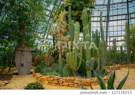 A pavilion with cacti. 127116253