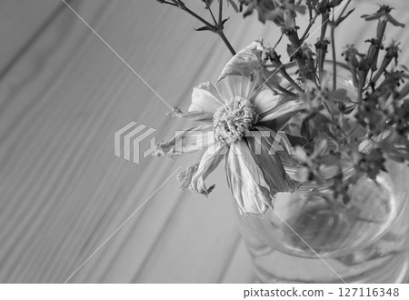 花瓶裡的枯萎的花（單色） 127116348