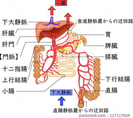 門靜脈、器官、血管、插圖、日語 127117084