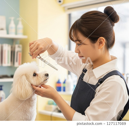 Dog being groomed 127117089