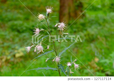 Azumayama thistle blooming in a cedar forest [Tsukui, Sagamihara City, October] 127117114