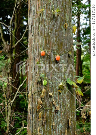 野葫蘆藤蔓纏繞在杉樹林 [相模原市津久井，10月] 127117116