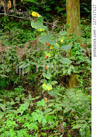 A wild gourd growing in the bush [Tsukui, Sagamihara City, October] 127117117