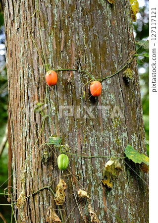 The fruits of the Calamus ternate in a cedar grove [Tsukui, Sagamihara City, October] 127117121