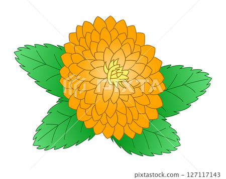 Dahlia flower 127117143