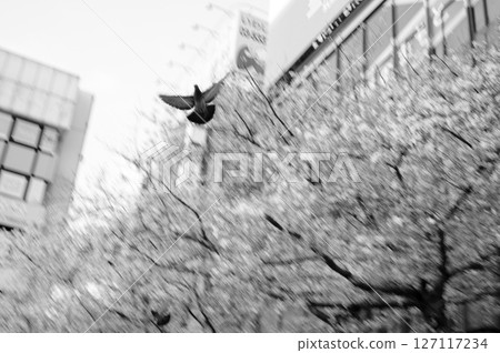 Blurred flying pigeon Blurred flying pigeon 127117234