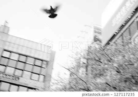 一隻模糊的鴿子從建築物之間起飛 127117235