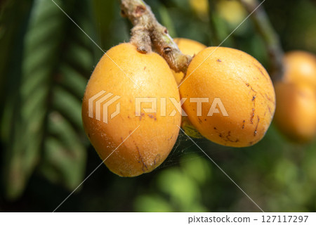 Loquit事實成熟 Loquit事實成熟 127117297