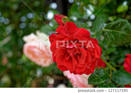 A red rose 127117395