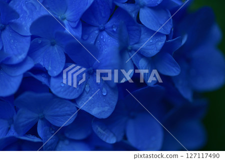 Hydrangea Hydrangea 127117490