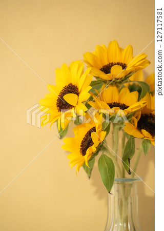 新鮮的向日葵和黃色背景 127117581