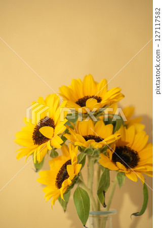 新鮮的向日葵和黃色背景 新鮮的向日葵和黃色背景 127117582