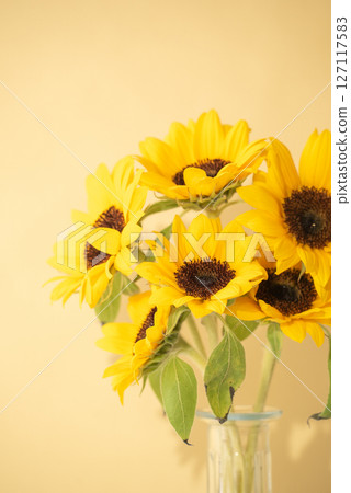 新鮮的向日葵和黃色背景 新鮮的向日葵和黃色背景 127117583