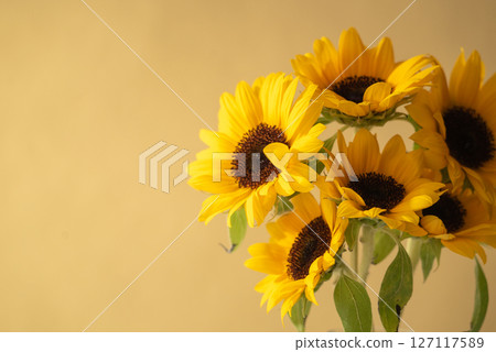 Fresh sunflowers and yellow background Fresh sunflowers and yellow background 127117589