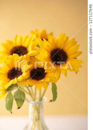 Fresh sunflowers and yellow background Fresh sunflowers and yellow background 127117646