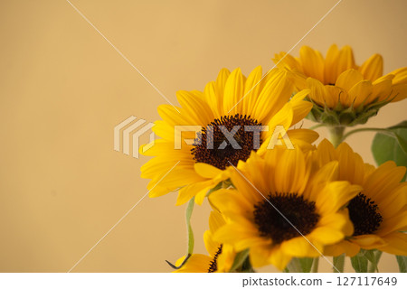 新鮮的向日葵和黃色背景 127117649