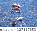 Flamingos eating food 127117653