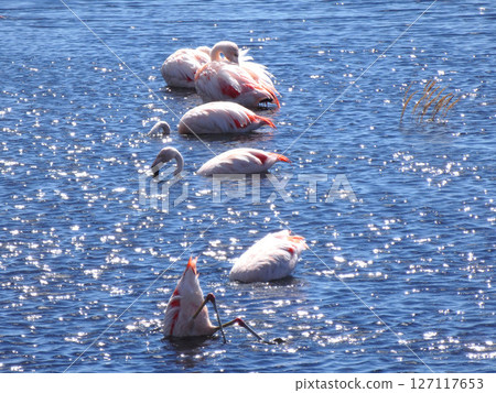 Flamingos eating food 127117653