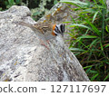 bird resting on a rock 127117697