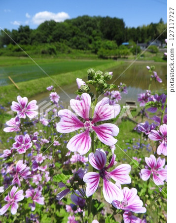 The European native perennial plant "Mallow" 127117727