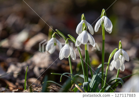 Common snowdrop blooms gracefully in the spring forest brightening the woodland floor with delicate white petals and lively green leaves Common snowdrop blooms gracefully in the spring forest brightening the woodland floor with delicate white petals and lively green leaves 127117883