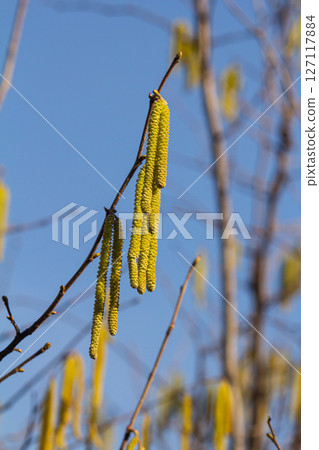 Bright yellow catkins of common hazel tree marking the arrival of spring in a clear blue sky Bright yellow catkins of common hazel tree marking the arrival of spring in a clear blue sky 127117884