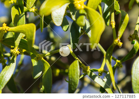 Mistletoe Viscum album growing on a tree branch during bright daylight in a natural setting 127117885