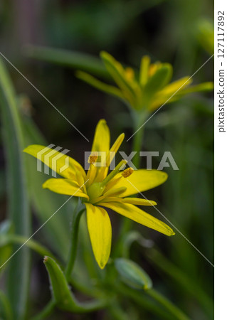 Yellow star-of-Bethlehem blooms in a lush forest showcasing their bright petals and delicate structure during springtime flowering 127117892