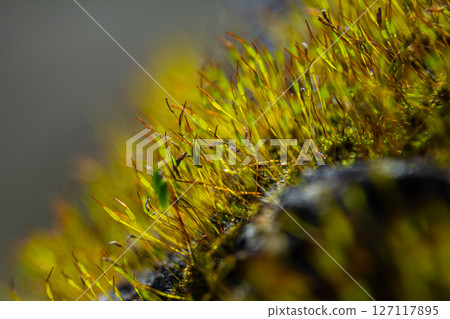 Exploring redshank moss and its vibrant structures on a rock surface in a natural habitat during a sunny day 127117895