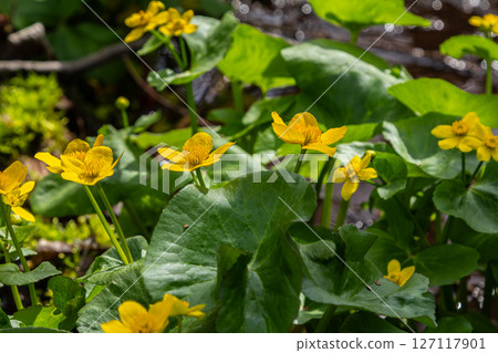 Blooming marsh marigolds brightening a serene wetland during springtime with their vibrant yellow flowers Blooming marsh marigolds brightening a serene wetland during springtime with their vibrant yellow flowers 127117901