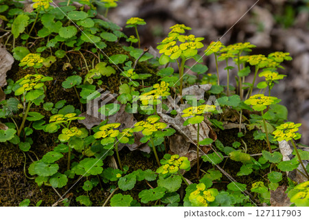 Chrysosplenium alternifolium thrives in a moist shady woodland area during early spring showcasing vibrant yellow flowers against lush green foliage 127117903
