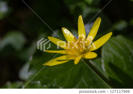 Lesser celandine blooms bright yellow in the forest under sunny weather creating a vibrant contrast with greenery 127117906