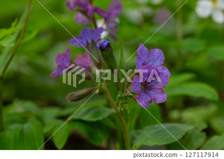 Lungwort medicinal plant Pulmonaria officinalis blooming in a forest setting showcasing purple flowers and lush greenery 127117914