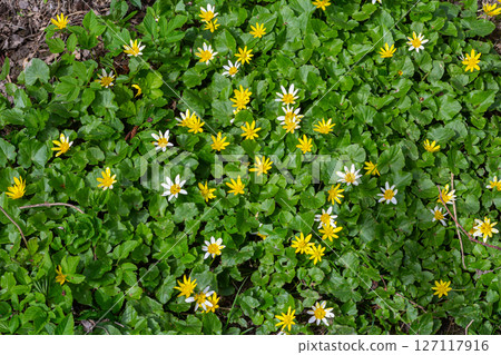Lesser Celandine blooms in a lush forest under bright sunshine creating a vibrant display of yellow and white flowers among green foliage Lesser Celandine blooms in a lush forest under bright sunshine creating a vibrant display of yellow and white flowers among green foliage 127117916