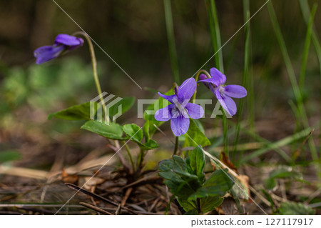 Sweet Violet blooms among lush greenery in a sunlit forest during warm weather Sweet Violet blooms among lush greenery in a sunlit forest during warm weather 127117917