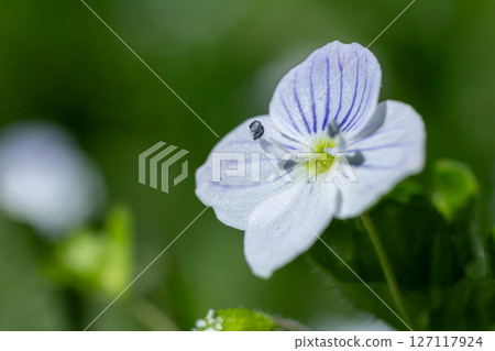 Germander Speedwell flowers bloom vibrantly in spring showcasing delicate blue petals against lush green foliage Germander Speedwell flowers bloom vibrantly in spring showcasing delicate blue petals against lush green foliage 127117924