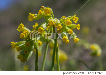 Primula veris blooms showcasing vibrant yellow bell-shaped flowers during early spring in a serene nature setting Primula veris blooms showcasing vibrant yellow bell-shaped flowers during early spring in a serene nature setting 127117925