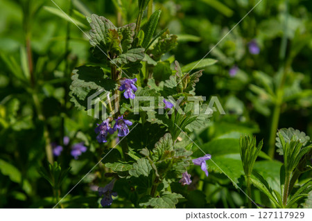 Ground-ivy Glechoma hederacea thriving among lush green grass in a garden during spring blooms 127117929