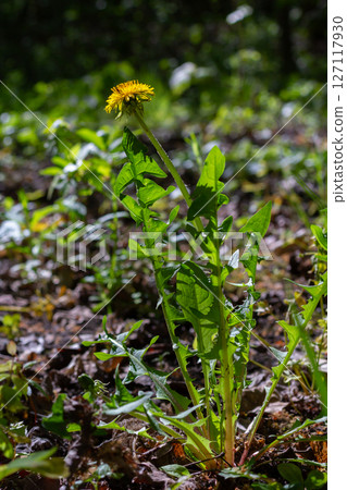 Bright yellow flowers of common dandelion Taraxacum officinale rise among lush green grass in a natural setting during springtime Bright yellow flowers of common dandelion Taraxacum officinale rise among lush green grass in a natural setting during springtime 127117930