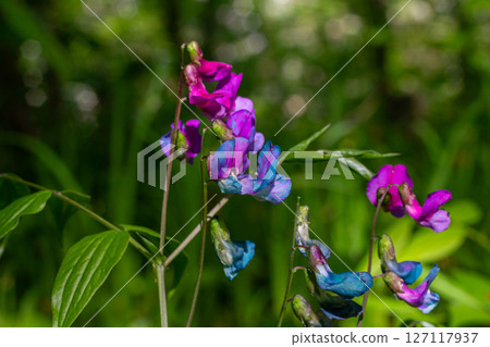 Brightly colored Lathyrus sylvestris flowers blooming in a lush green environment showcasing nature's beauty in springtime Brightly colored Lathyrus sylvestris flowers blooming in a lush green environment showcasing nature's beauty in springtime 127117937