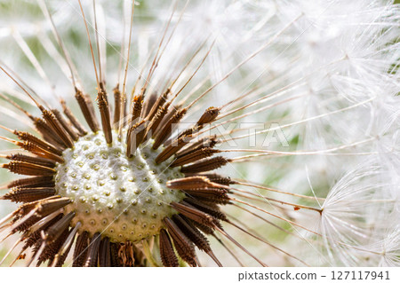 Common dandelion seeds ready to disperse among the grass on a sunny day in a vibrant field of wildflowers 127117941