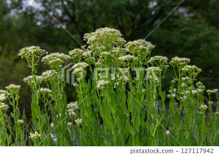 Hoary cress blooms gracefully in a lush green landscape during spring showcasing its delicate white flowers and tall broad stems 127117942