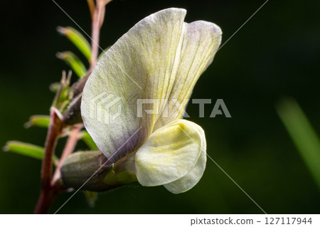 Common vetch blooms in a close-up view showing delicate butterfly-shaped flowers in a vibrant natural setting during spring Common vetch blooms in a close-up view showing delicate butterfly-shaped flowers in a vibrant natural setting during spring 127117944