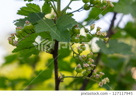 Unripe red currant berries growing on a bush in a lush garden during early summer Unripe red currant berries growing on a bush in a lush garden during early summer 127117945