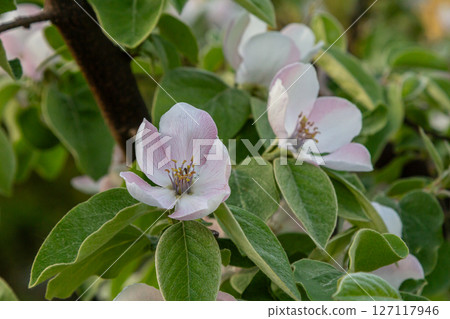 Blooming apple trees in a serene garden during springtime showcasing delicate white and pink flowers Blooming apple trees in a serene garden during springtime showcasing delicate white and pink flowers 127117946