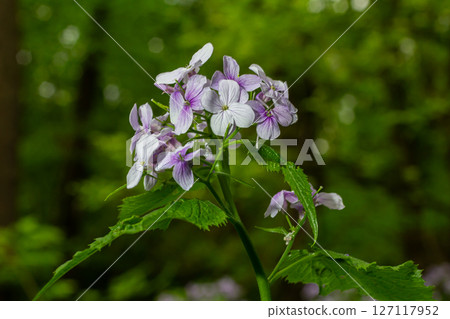 Lunaria rediviva blooms elegantly in a vibrant forest setting during springtime showcasing delicate purple and white flowers surrounded by lush greenery 127117952