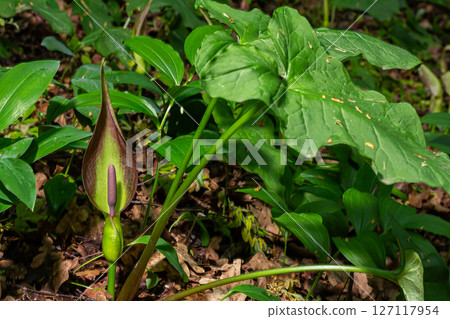 Cuckoo pint plant showcases unique inflorescence among lush greenery in a woodland setting during springtime bloom Cuckoo pint plant showcases unique inflorescence among lush greenery in a woodland setting during springtime bloom 127117954