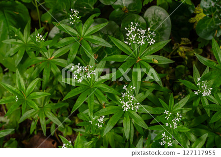 Fragrant Galium odoratum blooms among lush greenery in a serene woodland setting during the spring season Fragrant Galium odoratum blooms among lush greenery in a serene woodland setting during the spring season 127117955